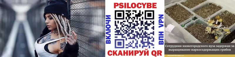 цена   Верея  Псилоцибиновые грибы Psilocybe 